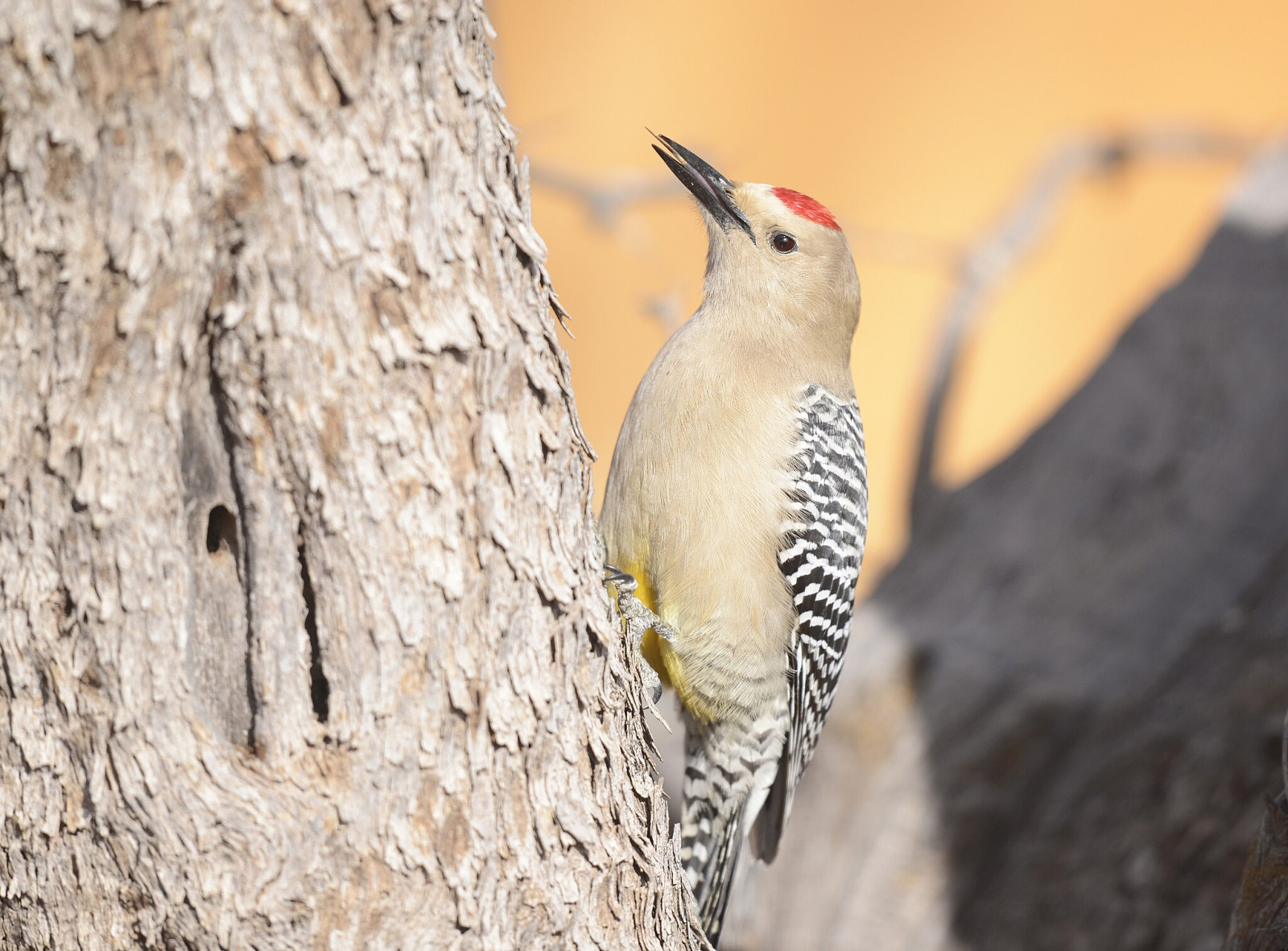 image Gila Woodpecker